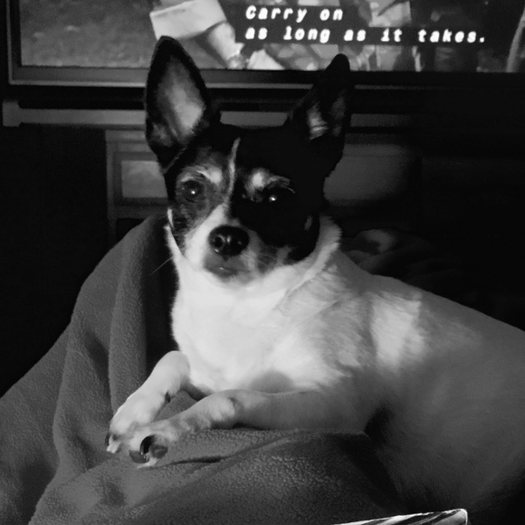 Meet your Posher, Shannon - Picture 1 of 1